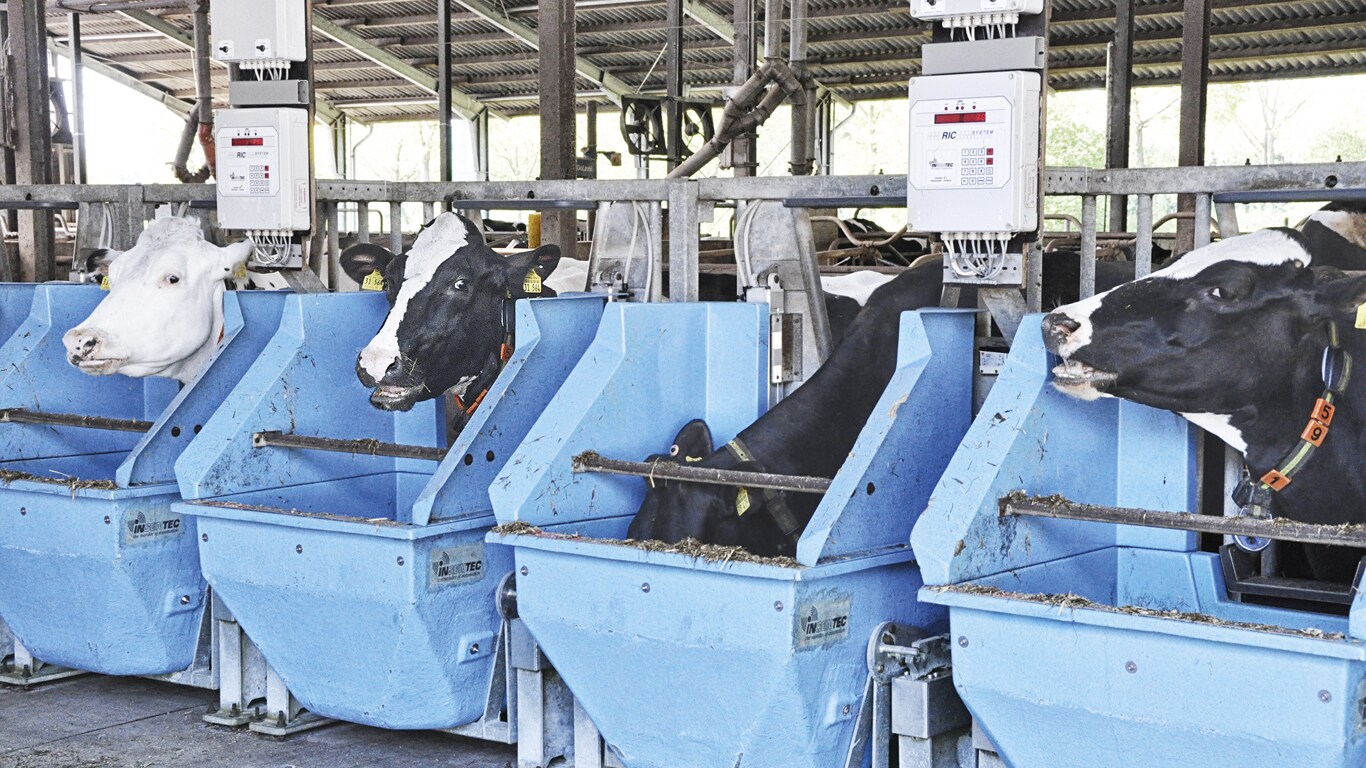 Milchkühe in einem Fütterungsversuch am LVZ Futterkamp