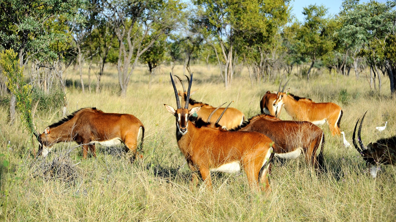 Südafrika ist berühmt für seine artenreiche Tierwelt.